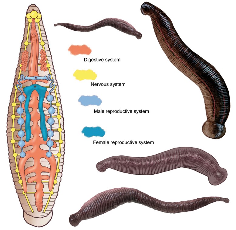 External morphology of leech — lesson. Science State Board, Class 10.