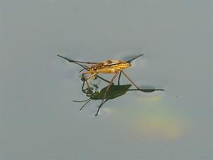 wing-pond-insect-fauna-invertebrate-macro-photography-616993-pxhere.com.jpg