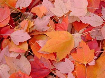 800px-Fall_Leaves.jpg