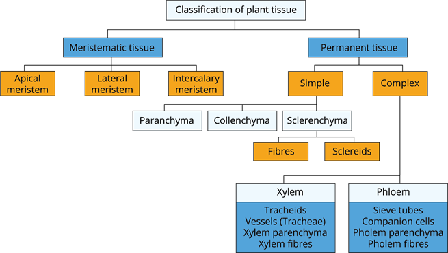 Classification of plant tissue.png