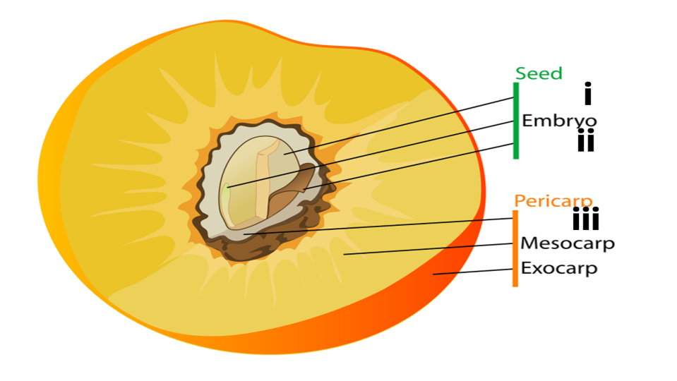 Picture based excercise - Reproduction in plants — task. Science CBSE ...