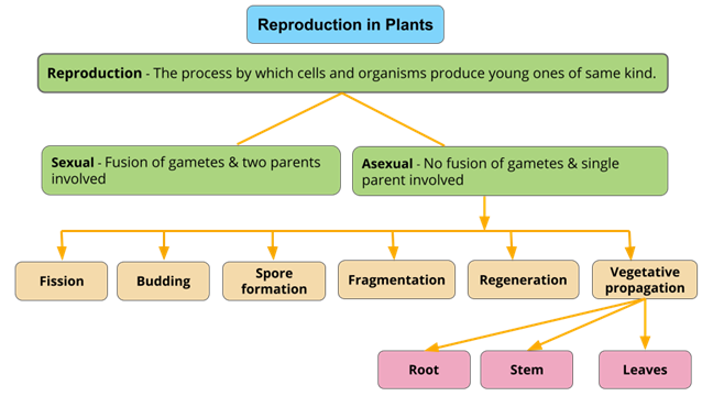 Reproduction in plants and their types — lesson. Science CBSE, Class 10.