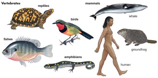 groups-vertebrates-amphibians-fishes-reptiles-mammals-birds.jpg