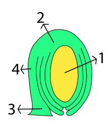 219px-Ovule_morphology_anatropous.svg.png