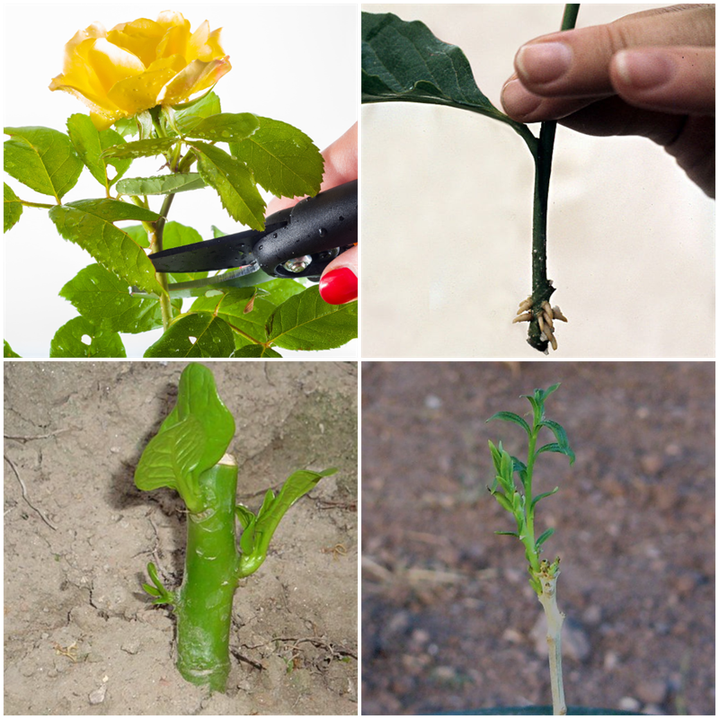 Artificial vegetative propagation — lesson. Science CBSE, Class 10.