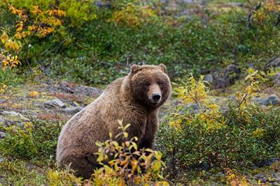 grizzly-bear-pix.jpg