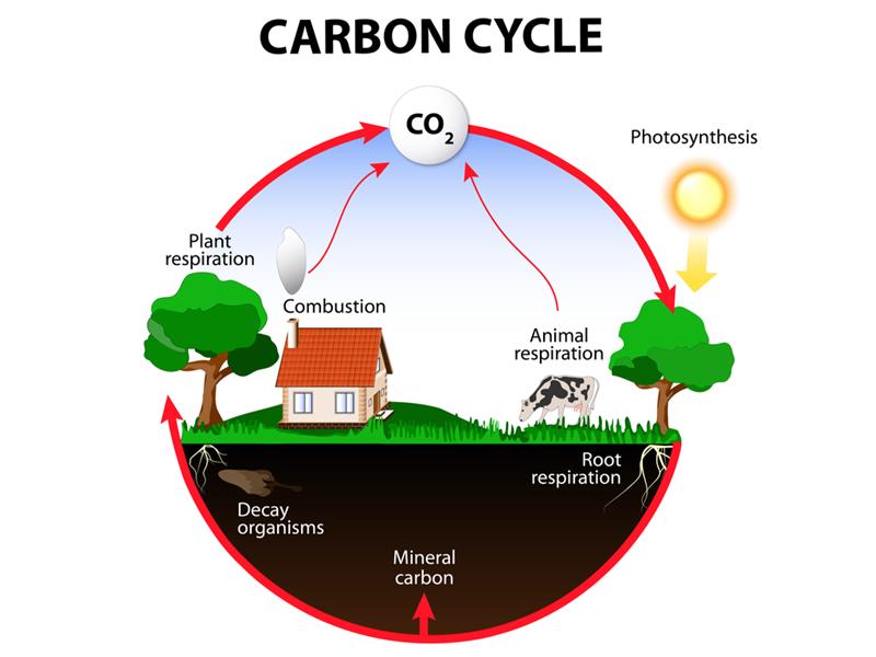 introduction-to-carbon-and-its-compounds-lesson-science-state-board